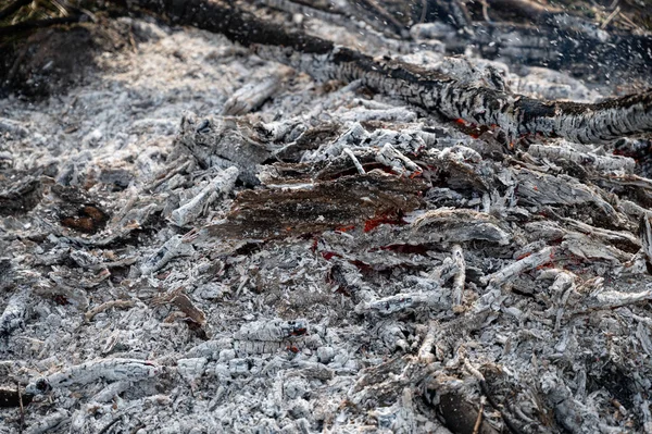 Smoldering Ashes Bonfire Incandescent Orange Embers Texture — Stock Photo, Image