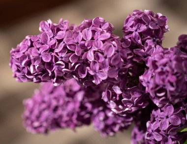 Baharda mor leylak çiçekli dal