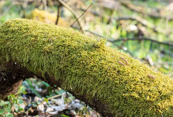 Old Wood Surface Covered Moss — Stock Photo, Image