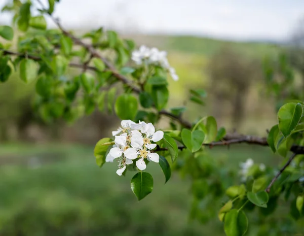 Pear Blossom Close White Pear Flowers Blooming Tree Spring — Stock Photo, Image