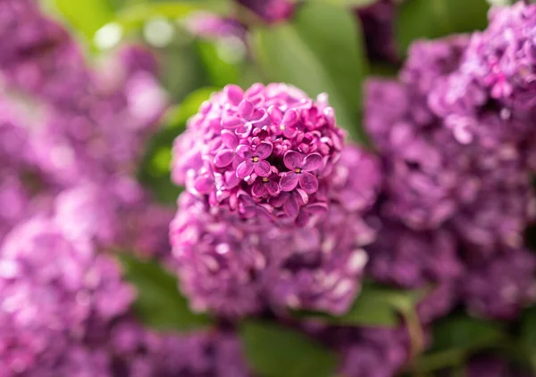 Rama Con Flores Lila Violeta Primavera — Foto de Stock