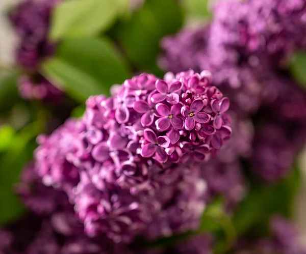 Rama Con Flores Lila Violeta Primavera — Foto de Stock