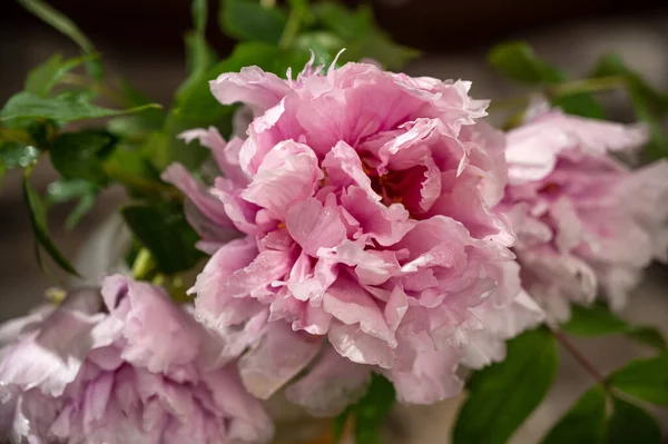 Roze Pioenrozen Een Houten Achtergrond — Stockfoto