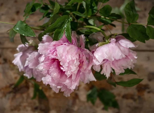 Розовые Пионы Деревянном Фоне — стоковое фото