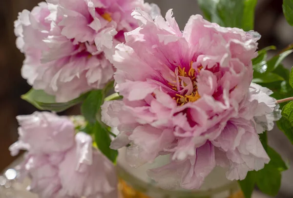 Букет Розовых Пионов Дома — стоковое фото