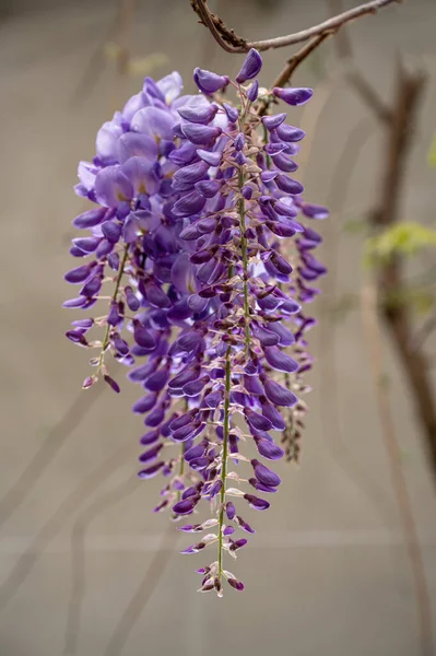 Flor Plantas Wisteria Hermosa Glicina Púrpura Flor Fabaceae Wisteria Sinensis — Foto de Stock