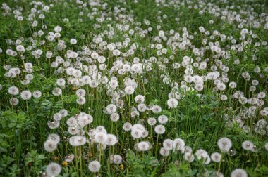 Karahindiba tarlası, doğal arka plan.