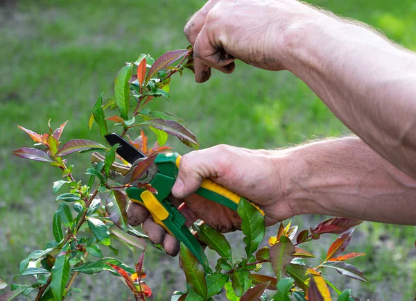Spring Seasonal Gardening Mans Hands Secateurs Cutting Bush Branches — Stock Photo, Image