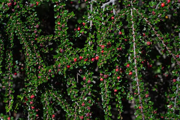 Jasně Červené Bobule Medvědího Kotoneastru Cotoneaster Dammeri Zelenými Listy Slunečný — Stock fotografie
