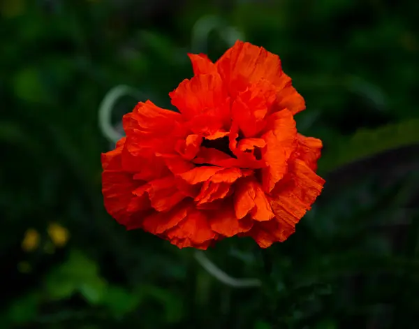 Bellissimo Fiore Papavero Rosso Decorativo All Aperto — Foto Stock