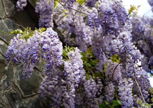 Flor Plantas Wisteria Hermosa Glicina Púrpura Flor Fabaceae Wisteria Sinensis — Foto de Stock