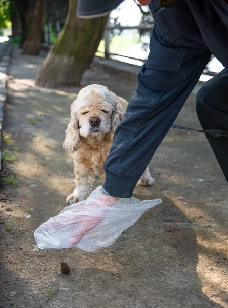 Eigenaar Opruimen Hond Met Plastic Zak Het Park — Stockfoto