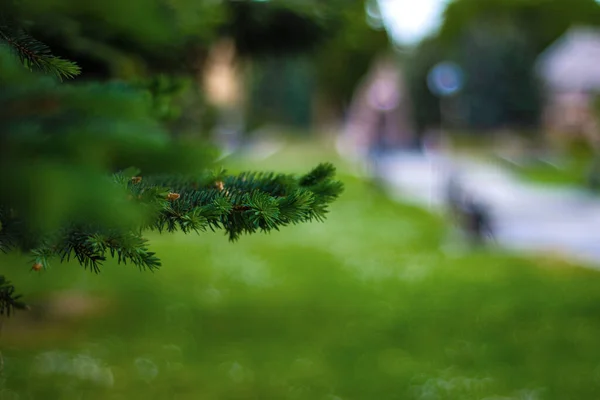 Fermez Branche Sapin Dans Parc — Photo