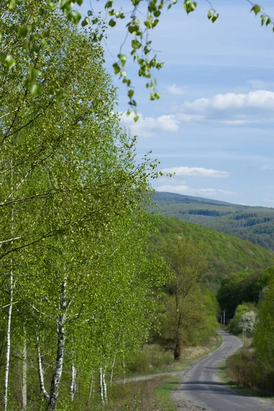 Road Spring Birch Grove Forest Landscape White Birches — Stock Photo, Image