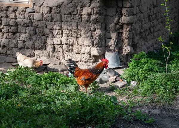 養鶏場で国産鶏の鶏を食べる — ストック写真