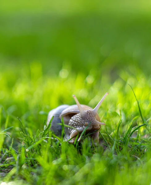 晴れた日に庭の緑の草の上を這うカタツムリ — ストック写真