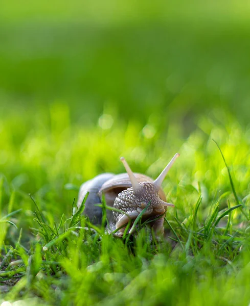 Schnecke Kriecht Bei Sonnigem Tag Auf Grünem Gras Garten — Stockfoto