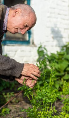 Erkek çiftçi bahçede maydanoz yapraklarını kontrol ediyor.