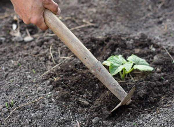 Hombre Agricultor Trabajando Con Azada Huerta Azotando Suelo Cerca Una — Foto de Stock