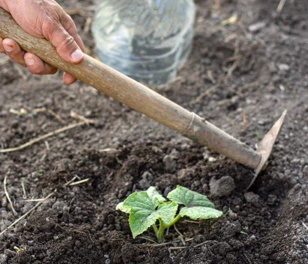 Sebze Bahçesinde Çapayla Çalışan Çiftçi Bir Salatalık Bitkisinin Yakınındaki Toprağı — Stok fotoğraf