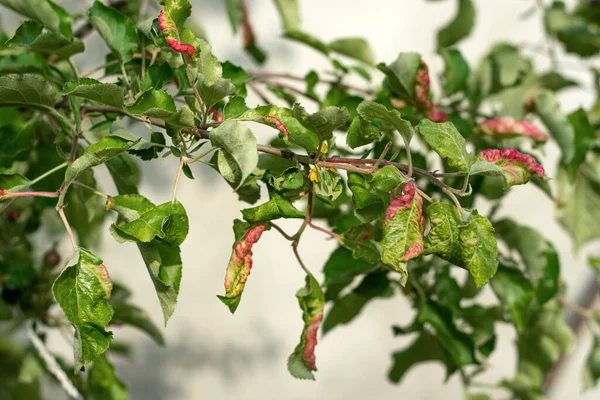 Rossige Appelbladluis Dysaphis Plantaginea Plantenziekte Detail Van Het Aangetaste Blad — Stockfoto