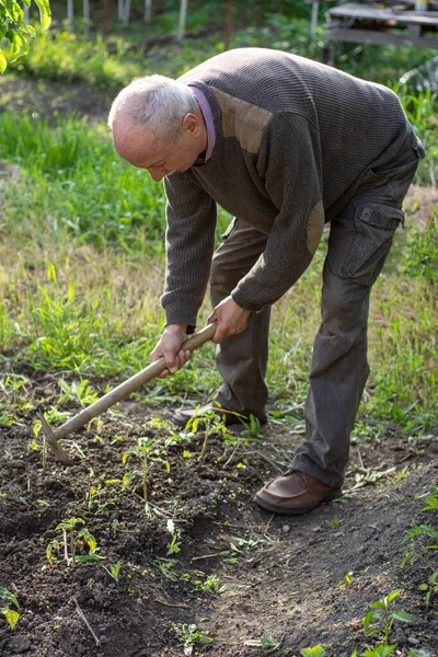 Homem Agricultor Trabalhando Com Enxada Horta Enxaguando Solo Perto Plantas — Fotografia de Stock