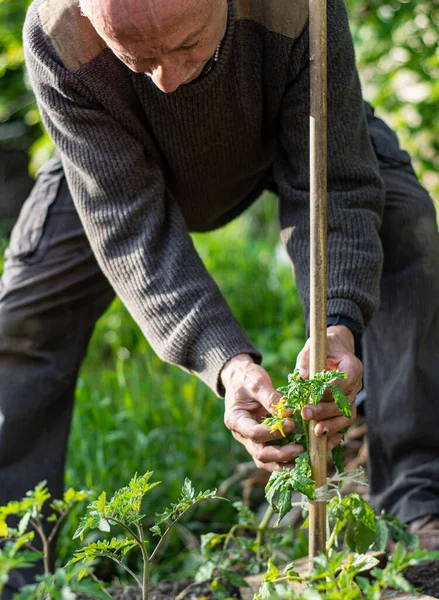 Erkek Çiftçi Bahçede Çiçek Açan Domates Çiçeklerini Kontrol Ediyor — Stok fotoğraf