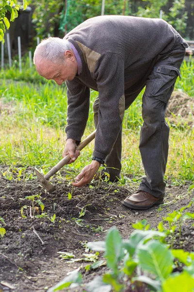 农夫在菜园里用锄头干活 在番茄植物附近锄地 — 图库照片