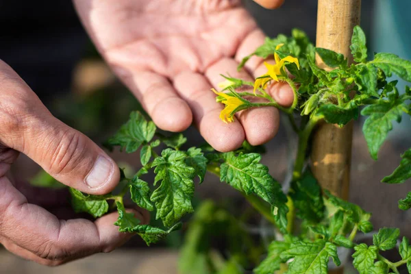 Man Boer Controleren Bloeiende Bloemen Van Tomatenplanten Tuin — Stockfoto