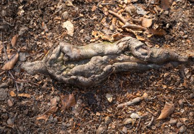 Ormandaki ağaç kökünün ayrıntıları