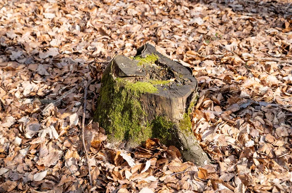 Cutted Tree Stump Forest — Stock Photo, Image