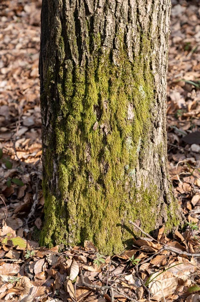 Une Partie Tronc Arbre Dans Forêt Printemps — Photo