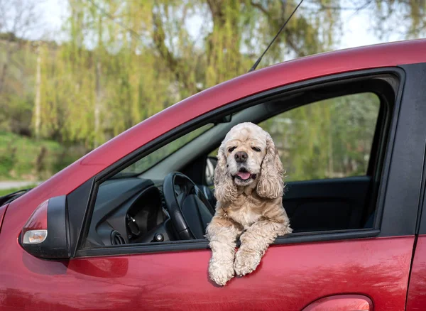 American Cocker Spaniel Looking Out Car Window — Stock Photo, Image