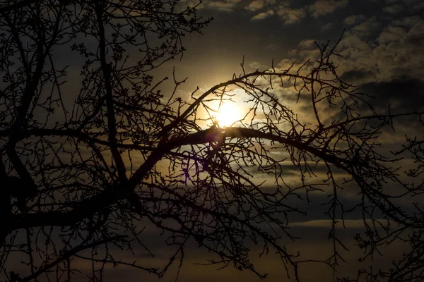 Silhouette Arbre Sur Fond Lever Soleil — Photo