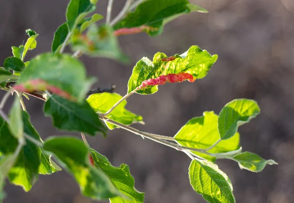 Rosenapfelblattlaus Dysaphis Plantaginea Pflanzenkrankheit Detail Des Betroffenen Blattes Frühjahr — Stockfoto