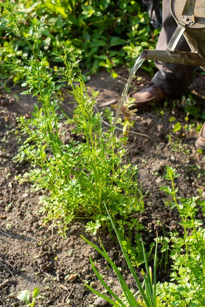 Landbouw Tuinbouw Landbouwconcept Man Met Gieter Tuin — Stockfoto