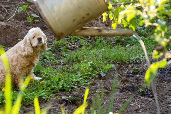 Landwirtschaft Gartenbau Und Landwirtschaftliches Konzept Mann Mit Gießkanne Garten — Stockfoto