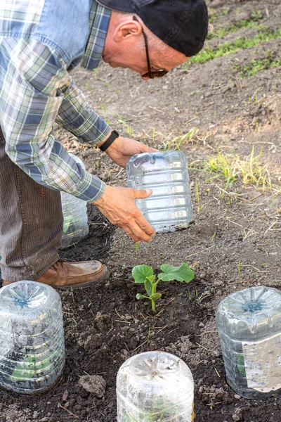 Çiftçilik Bahçıvanlık Tarım Konsepti Bahçede Plastik Şişeyle Salatalık Isıtan Çiftçi — Stok fotoğraf