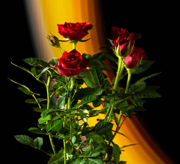 Bouquet Red Roses Black Yellow Background — Stock Photo, Image