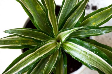 Evde kal ve bahçeyle uğraş. Beyaz zemin üzerindeki yeşil dracaena Malaika çiçeklerini sulamadan akan su damlalarıyla kapatın. Kentsel orman iç konsepti.