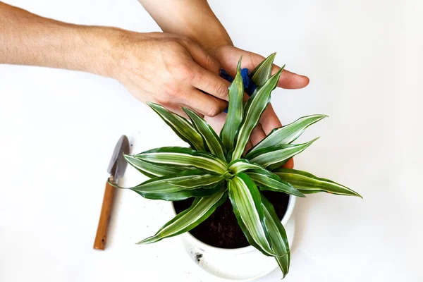Stay home and gardening. Replanting dracaena flower in indoor garden. Potted green plants at home, urban jungle. Floral decor.