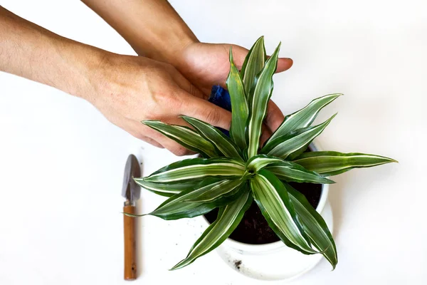 Quédate en casa y haz jardinería. Replantación de flor de dracaena en jardín interior. Plantas verdes en maceta en casa, jungla urbana. Decoración floral . — Foto de Stock