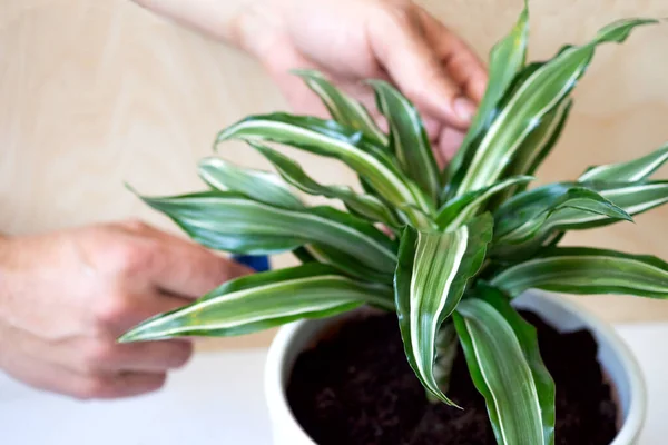 Tinggal di rumah dan berkebun. Menggantikan bunga dracaena di taman dalam ruangan. Tumbuhan hijau di rumah, hutan kota. Dekorasi Floral. — Stok Foto