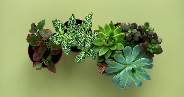 Banner nature. Fittonia, Hypoestes, succulents, cactus flower on green background. Minimal. Urban jungle interior concept.