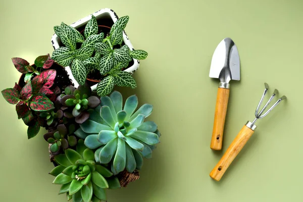 Fittonia, Hypoestes, παχύφυτα, κάκτος. Μείνε σπίτι και κάνε κηπουρική. Ανθέων αναφύτευση σε εσωτερικό κήπο. Φυτά με γλάστρα στο σπίτι, προμήθειες κήπου, διάταξη αστικής ζούγκλας. — Φωτογραφία Αρχείου