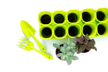 Evde kal ve bahçeyle uğraş. Kapalı bahçedeki çiçekleri yeniden düzenlemek. Evde saksı yeşili bitkiler, bahçe malzemeleri, şehir ormanı.