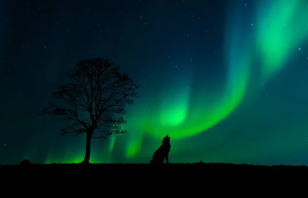 Silhouette of a wolf next to a tree with the northern lights in a starry night sky in the background and space for text