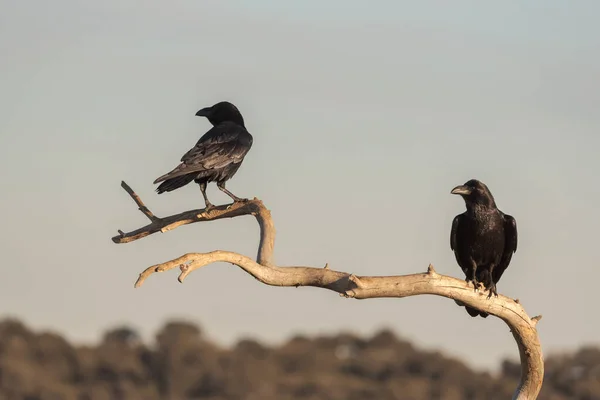 Two wild common ravens perched on a wooden branch and in the background a passage with space for text