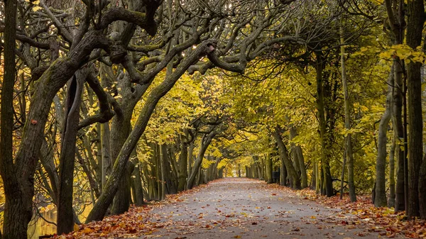 Scénická Ulička Oliwově Parku Podzimní Scenérii Přímo Tolkienových Knih — Stock fotografie