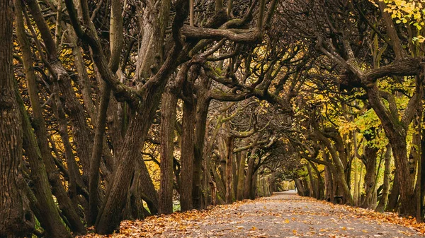 Scenic Alley Oliwa Park Autumn Scenery Straight Tolkien Books — Stock Photo, Image
